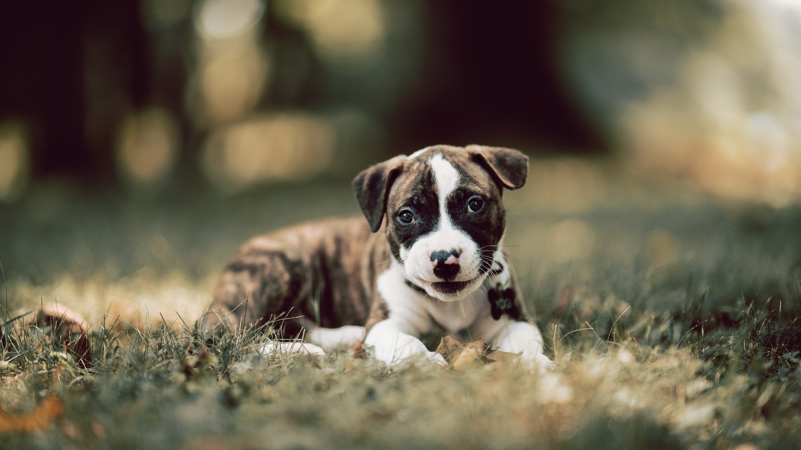 开云体育登录-意甲焦点战之夜，赖斯贡献制胜表现，一锤定音铸就经典