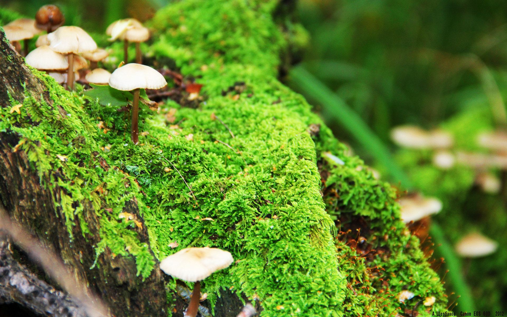 开云体育视频直播-乔治关键回合不手软，黄蜂收割深圳队，一场决定性的胜利